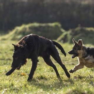 Los mejores lugares para pasear con tu perro en Wroclaw