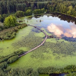 Jak tu pięknie! Arboretum Leśne: pomysł na wycieczkę blisko Wrocławia. 26 maja darmowy wstęp